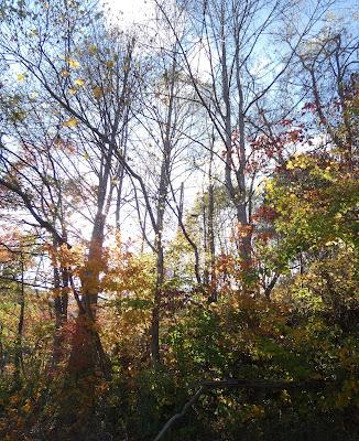 Autumn's Patina