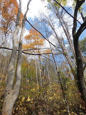 Autumn's Patina