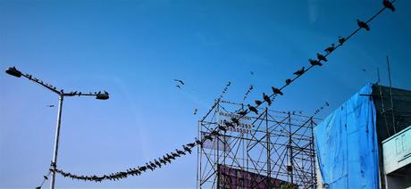 count them on !  -  Nation now releases Cheetahs !!