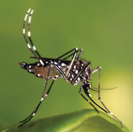 Indian nets to protect Pakistanis