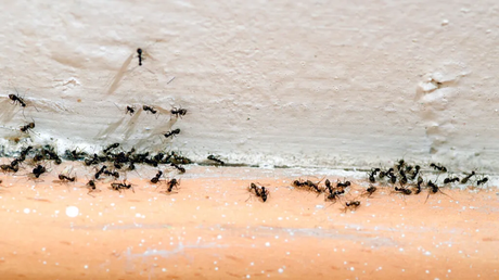How To Get Rid of Ants?