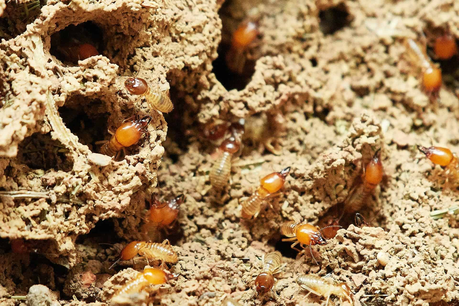 5 Tips to Get Rid of Termites at home – DIY 5 Tips to Get Rid of Termites at home – DIY