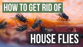 9 DIY Homemade fly traps and remedies