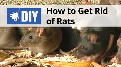 Top 4 Effective DIY Rodent Control Method Top 4 Effective DIY Rodent Control Method