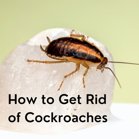 How To Eliminate Cockroaches From Your Home? How To Eliminate Cockroaches From Your Home?
