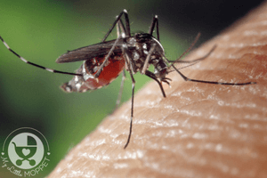 10 Natural Ways to prevent Mosquitoes