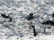 Black Ants