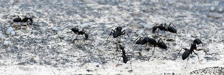 black ants !!