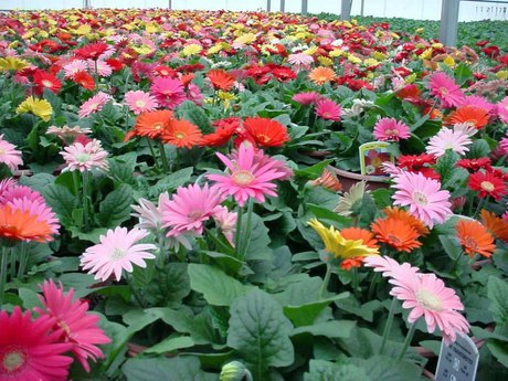 What Are Some Different Colours Of Gerberas? What Are Some Different Colours Of Gerberas?
