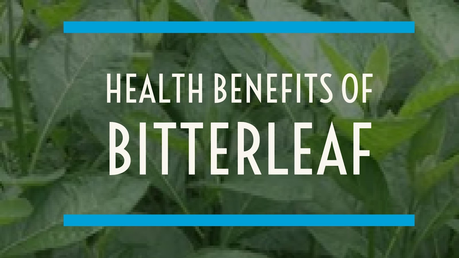 6 Health Benefits of Bitter Leaf 6 Health Benefits of Bitter Leaf