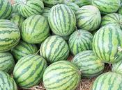 Water Melon Fruit Vegetable