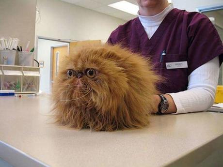 What is Estrus in Cats?