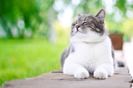 What is Estrus in Cats?
