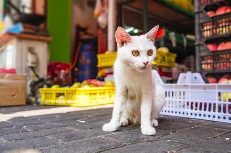 What is Estrus in Cats?