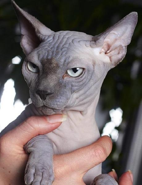 10 Things You Should Know Before Bringing Home a Sphynx Cat