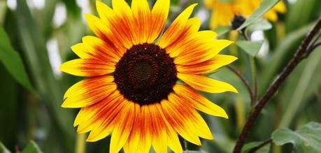 5 Incredible health benefits of sunflower seeds you didn’t know about