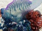 Deadliest Animals World