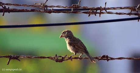 life  lesson from little sparrow !!