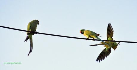 Parrots - Amaradeepam - Random harvest !!