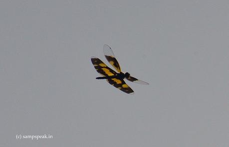 Oh Butterfly ! Dragonfly !!  -  Dragon Butterfly !!