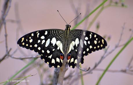 Oh Butterfly ! Dragonfly !!  -  Dragon Butterfly !!