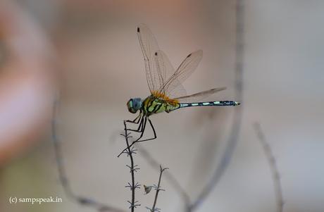 Oh Butterfly ! Dragonfly !!  -  Dragon Butterfly !!