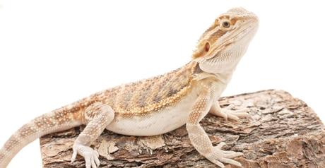 What’s The Life Span Of A Baby Bearded Dragon?