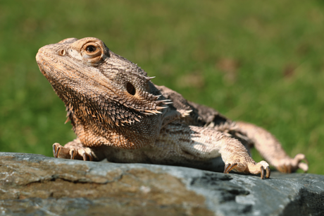 What’s The Life Span Of A Baby Bearded Dragon?