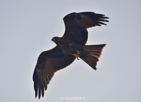 Black kite .. .. ... பொன்னோவியம்..  கண்டேனம்மா எங்கெங்கும்