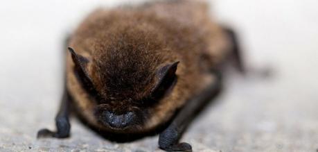White nose syndrome: Causes, symptoms, history, transmission, diagnosis and treatment