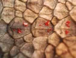 Bearded Dragon Diseases: Prevention & Treatments