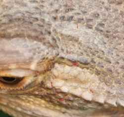 Bearded Dragon Diseases: Prevention & Treatments