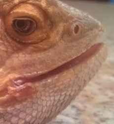 Bearded Dragon Diseases: Prevention & Treatments