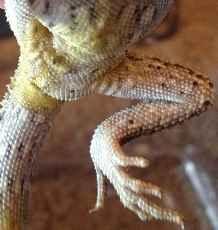 Bearded Dragon Diseases: Prevention & Treatments