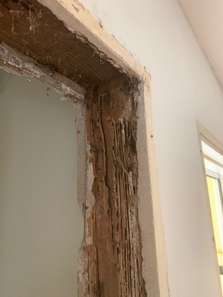 6 Reasons Why Termite is Dangerous for Your Home 6 Reasons Why Termite is Dangerous for Your Home