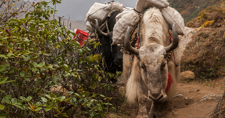 14 things you need to know before trekking in Annapurna Circuit