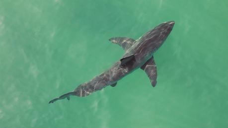 Cops save life of juvenile shark