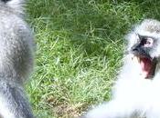 Monkey Disturbs Wasps, Injured Attacks