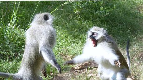 Monkey disturbs wasps, 24 injured in attacks