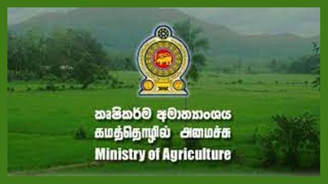 Vakarai green cucumbers fetch US$ 10.3 mn in ten months