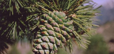 Pine nuts: Everything you need to know!
