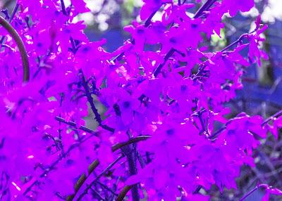 Really? Green and Purple