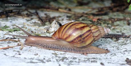 at Snail's pace !  .. ..the invading species