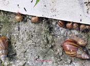 Snail's Pace ..the Invading Species