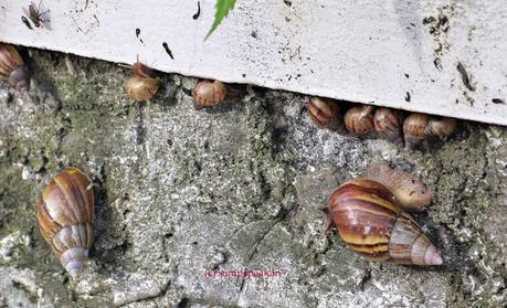 at Snail's pace !  .. ..the invading species