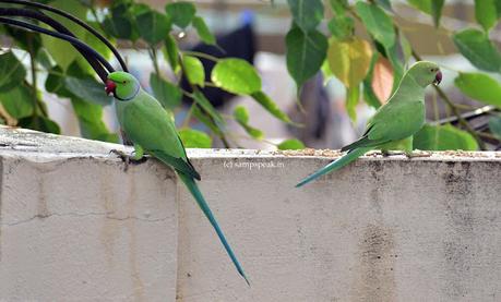 Milk moustache !!  - Rose-ringed parakeets !!