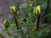 Rose Flowers ........ Caterpillar Attack