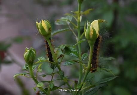 Rose flowers ! .. . ........ and Caterpillar attack !!! Rose flowers ! .. . ........ and Caterpillar attack !!!
