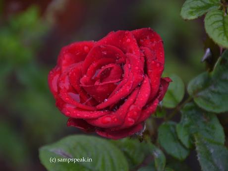Rose flowers ! .. . ........ and Caterpillar attack !!! Rose flowers ! .. . ........ and Caterpillar attack !!!
