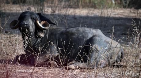Buffalo relaxing ! .. .. Crane flying! !! Buffalo relaxing ! .. .. Crane flying! !!